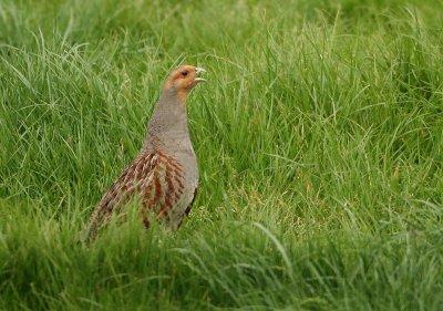 Grey Partridge - Perdix perdix (Patrijs)