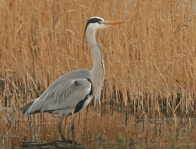 Grey Heron - Ardea cinerea (Blauwe Reiger)