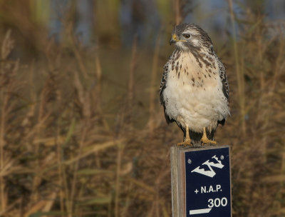 Common Buzzard - Buteo buteo (Buizerd)