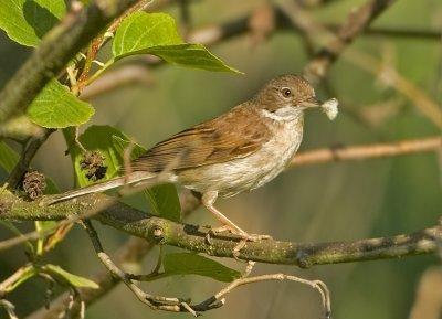 Common Whitethroat - Sylvia communis (Grasmus)