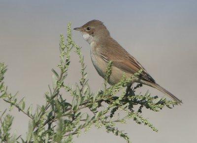 Common Whitethroat - Sylvia communis (Grasmus)