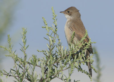 Common Whitethroat - Sylvia communis (Grasmus)