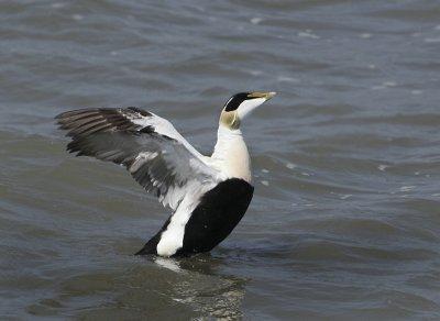 Common Eider - Somateria mollissima (Eider)