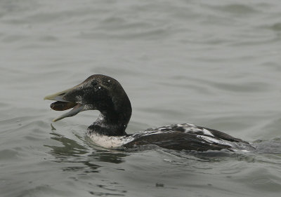 Common Eider - Somateria mollissima (Eider)