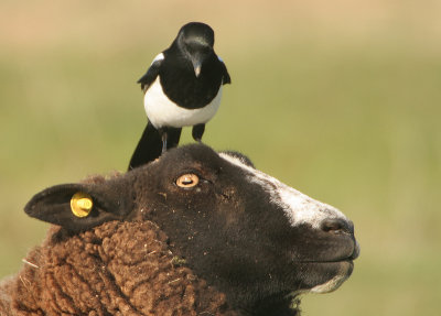 Eurasian Magpie - Pica pica (Ekster)