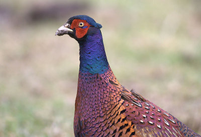 Common Pheasant - Phasianus colchicus (Fazant)