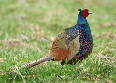 Common Pheasant - Phasianus colchicus (Fazant)
