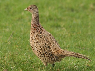 Pheasant - Phasianus colchicus (Fazant)