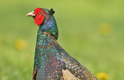 Common Pheasant - Phasianus colchicus (Fazant)