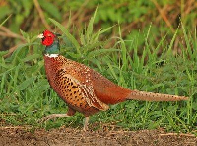 Ring-necked Pheasant - Phasianus colchicus torquatus (Fazant)