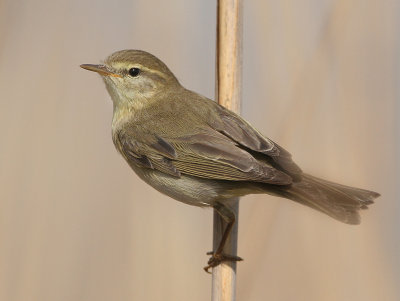 Northern Chiffchaff - Phylloscopus collybita (Tjiftjaf)