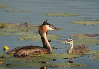 Great Crested Grebe - Podiceps cristatus (Fuut)