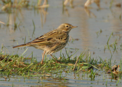 Meadow Pipit - Anthus pratensis (Graspieper)