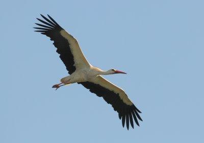 White Stork - Ciconia ciconia (Witte Ooievaar)