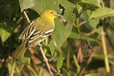 Common Iora - Aegithina tiphia