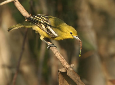 Common Iora - Aegithina tiphia