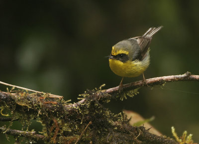 Yellow-bellied Fantail - Chelidorhynx hypoxantha