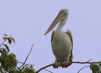 Spot-billed Pelican - Pelecanus philippensis (Grijze Pelikaan)