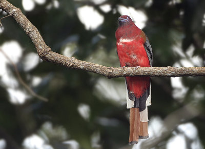 Red-headed Trogon - Harpactes erythrocephalus (Roodkoptrogon)