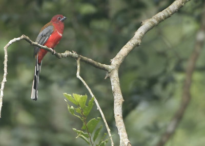 Red-headed Trogon - Harpactes erythrocephalus (Roodkoptrogon)