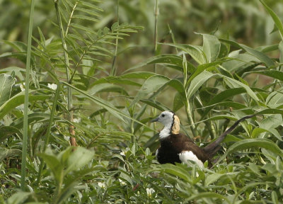 Pheasant-tailed Jacana - Hydrophasianus chirurgus