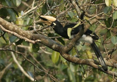 Oriental Pied Hornbill - Anthracoceros albirostris (Bonte Neushoornvogel)