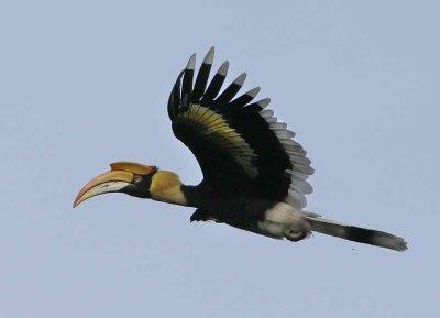 Great Hornbill - Buceros bicornis (Grote Neushoornvogel)