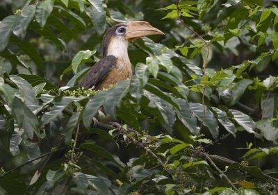Austen's Brown-Hornbill - Anorrhinus austeni
