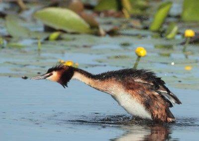 Great Crested Grebe - Podiceps cristatus (Fuut)