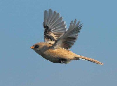 Bearded Reedling - Panurus biarmicus (Baardmannetje)