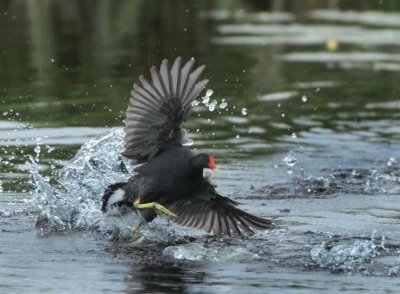 Common Moorhen - Gallinula chloropus (Waterhoen)