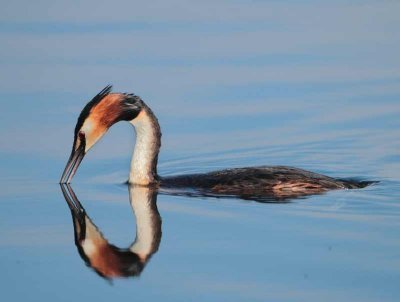 Great Crested Grebe - Podiceps cristatus (Fuut)