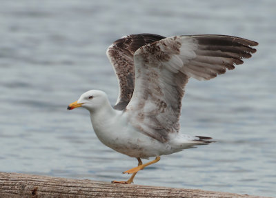 Lesser Black-backed Gull - Larus fuscus (Kleine Mantelmeeuw)