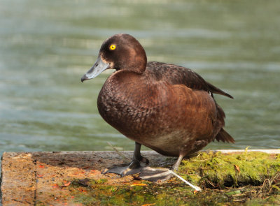 Tufted Duck - Aythya fuligula (Kuifeend)