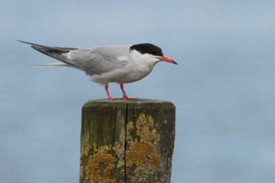 Common Tern - Sterna hirundo (Visdief)