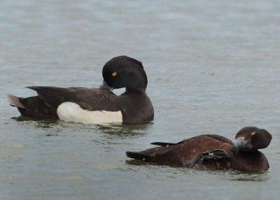 Tufted Duck - Aythya fuligula (Kuifeend)