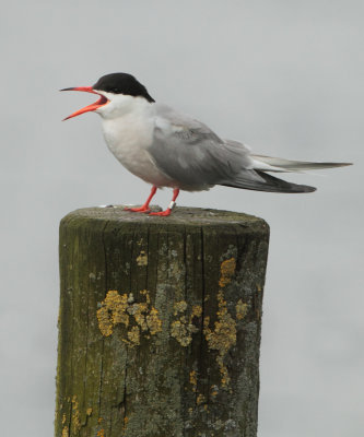 Common Tern - Sterna hirundo (Visdief)
