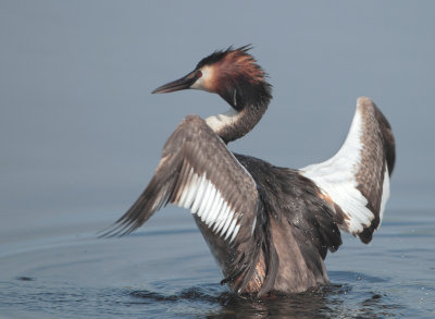 Great Crested Grebe - Podiceps cristatus (Fuut)