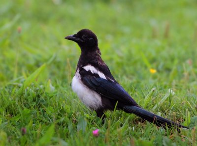 Eurasian Magpie - Pica pica (Ekster)