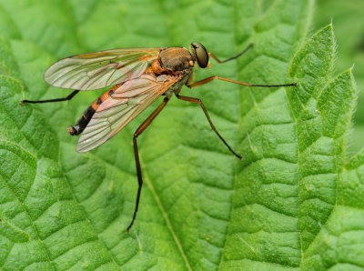 Rhagio tringarius (Linnaeus, 1758)
