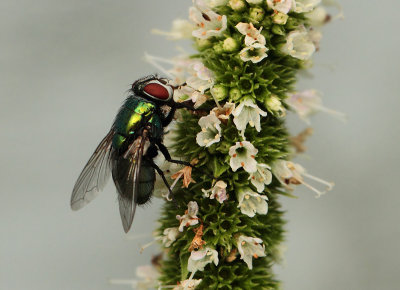 Lucilia caesar (Linnaeus, 1758))