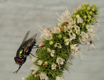 Lucilia caesar (Linnaeus, 1758))