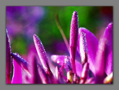 Morning Dew