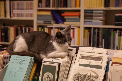 La gatta che ama i libri :-)