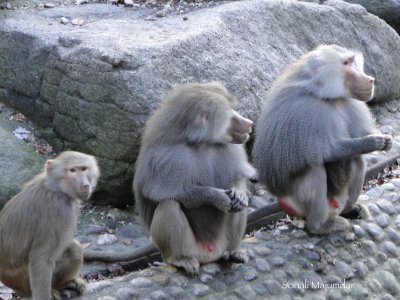 Baboons in a row ....Hellabrun , Munich.jpg