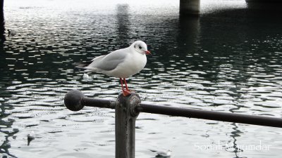 The Lone Bird in Lucerne.jpg