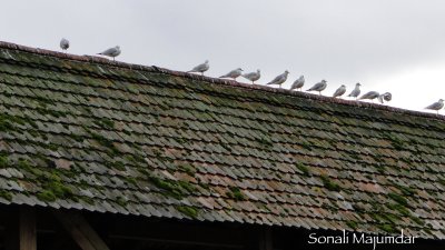 All in a row ...... Lucerne.jpg