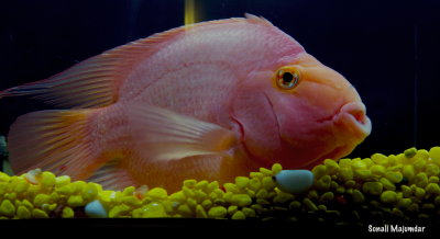 My parrotfish.jpg