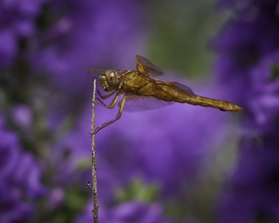 Dragonfly.tif