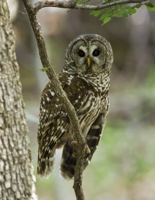Barred Owl.tif